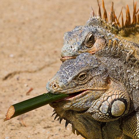 64 Honduras, Roatan, Sherman's Iguanas Refuge.jpg